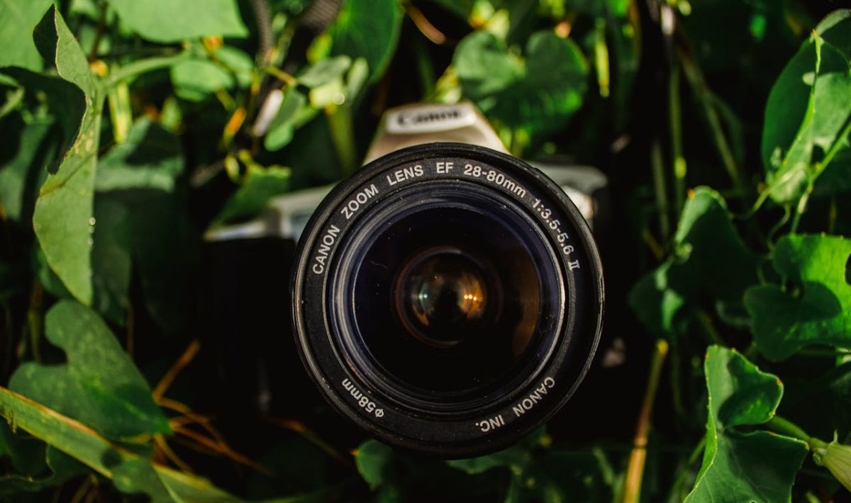 Mijn Eerste Ervaringen met een Wildcamera